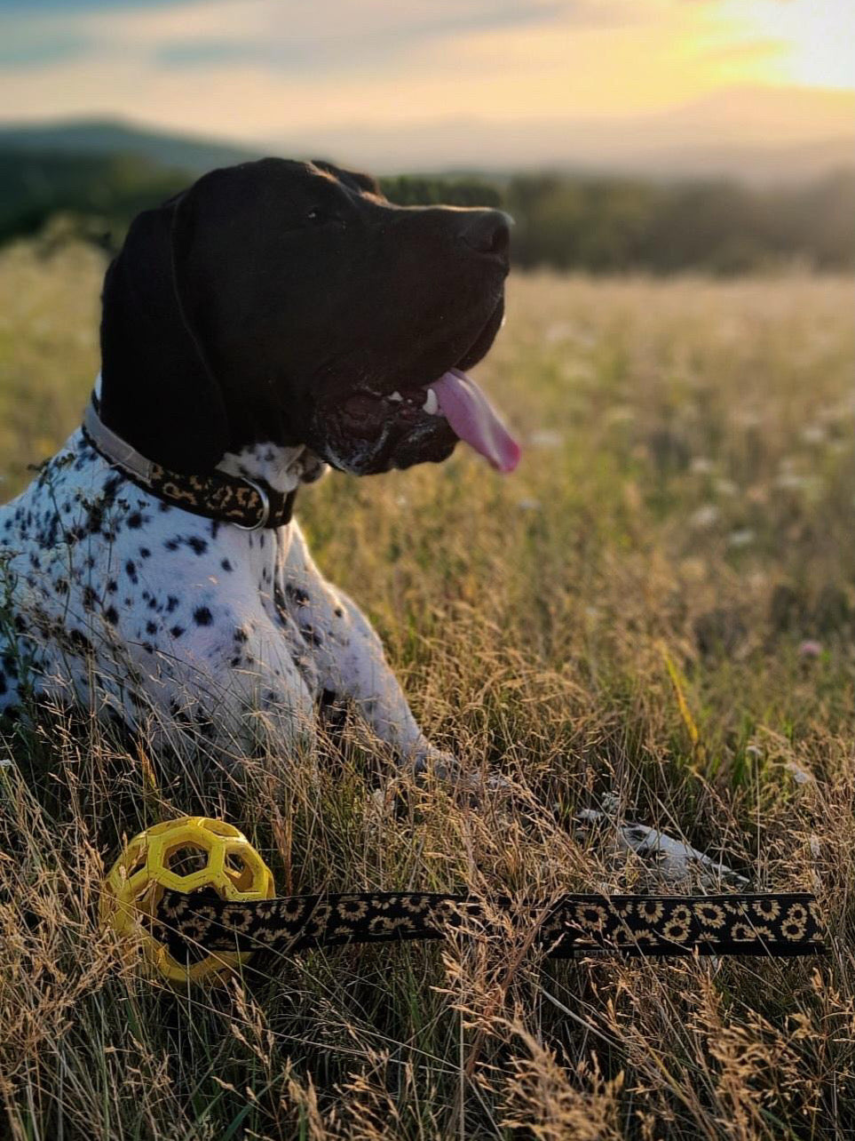 Sunflower Collar