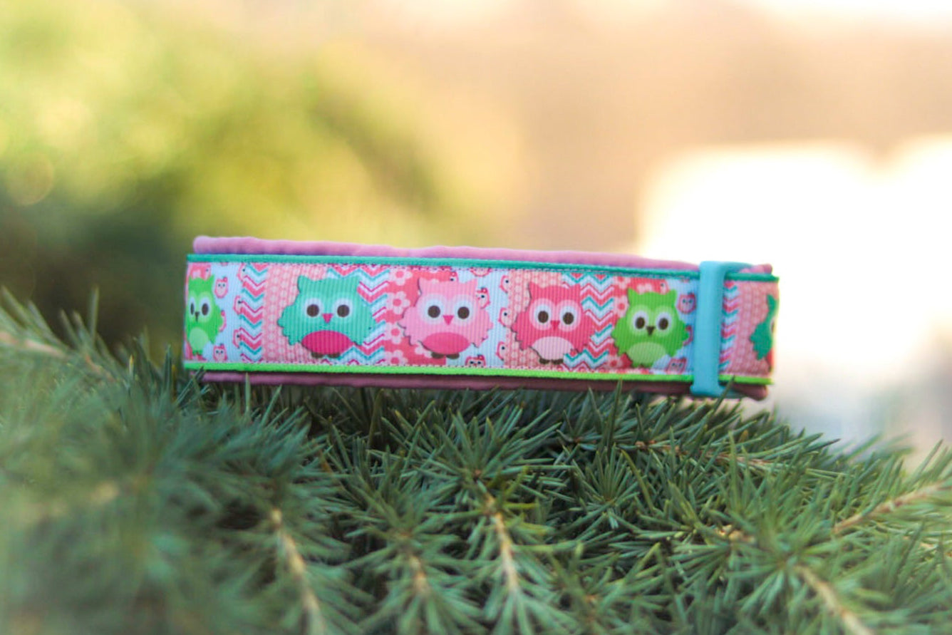 Owls Softshell Collar