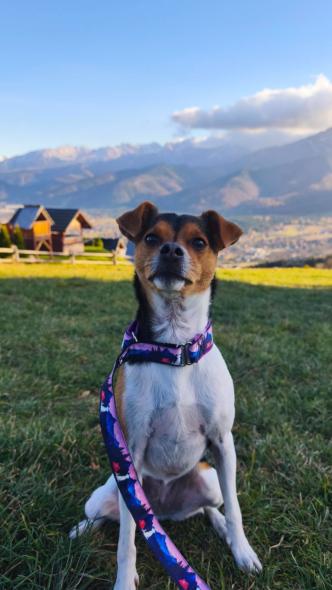 Meadly Agility Leash