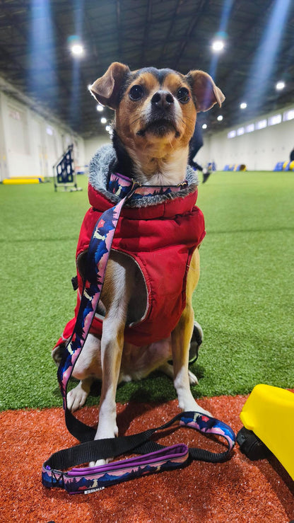 Meadly Agility Leash