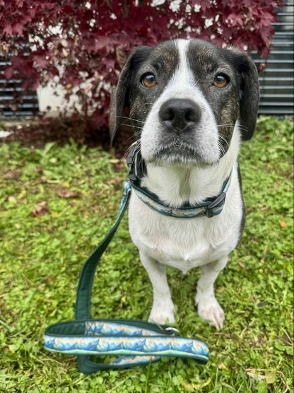 Meadly Leash